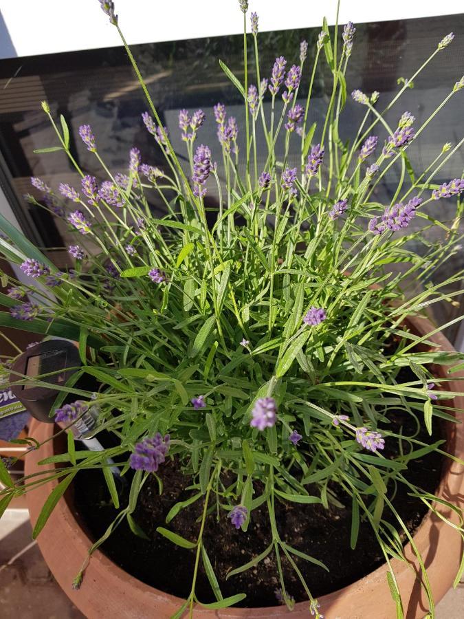 Apartament Lavender Jelenia Góra Extérieur photo